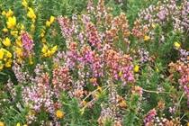White Heather Farm B&B Killowen المظهر الخارجي الصورة